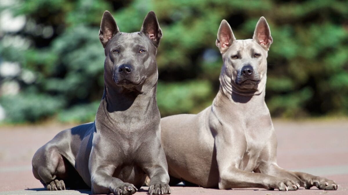 Pride of Thailand: 17 Insights About the Majestic Thai Ridgeback 11 Pride of Thailand: 17 Insights About the Majestic Thai Ridgeback - thai ridgeback healthy dogs ss355891253