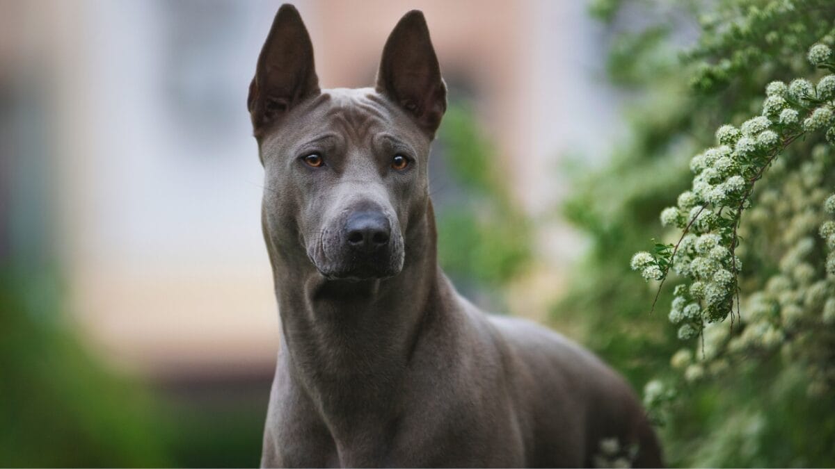 Pride of Thailand: 17 Insights About the Majestic Thai Ridgeback 13 Pride of Thailand: 17 Insights About the Majestic Thai Ridgeback - thai ridgeback national symbol ss2003549462