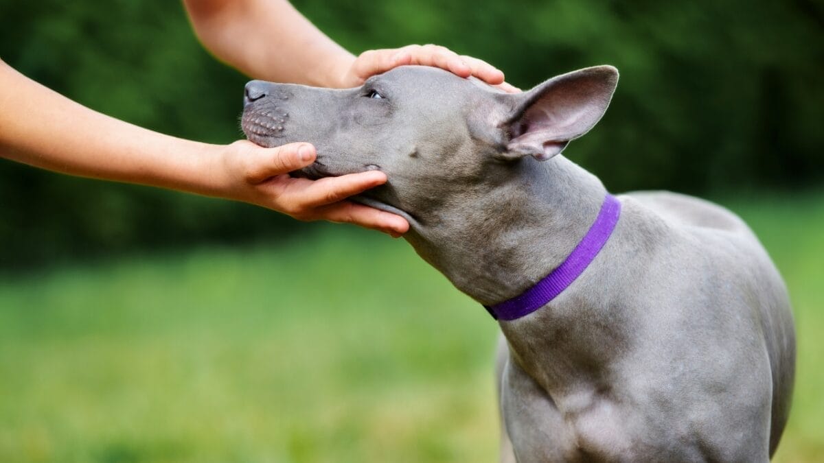 Pride of Thailand: 17 Insights About the Majestic Thai Ridgeback 19 Pride of Thailand: 17 Insights About the Majestic Thai Ridgeback - thai ridgeback preserving breed ss1116795179