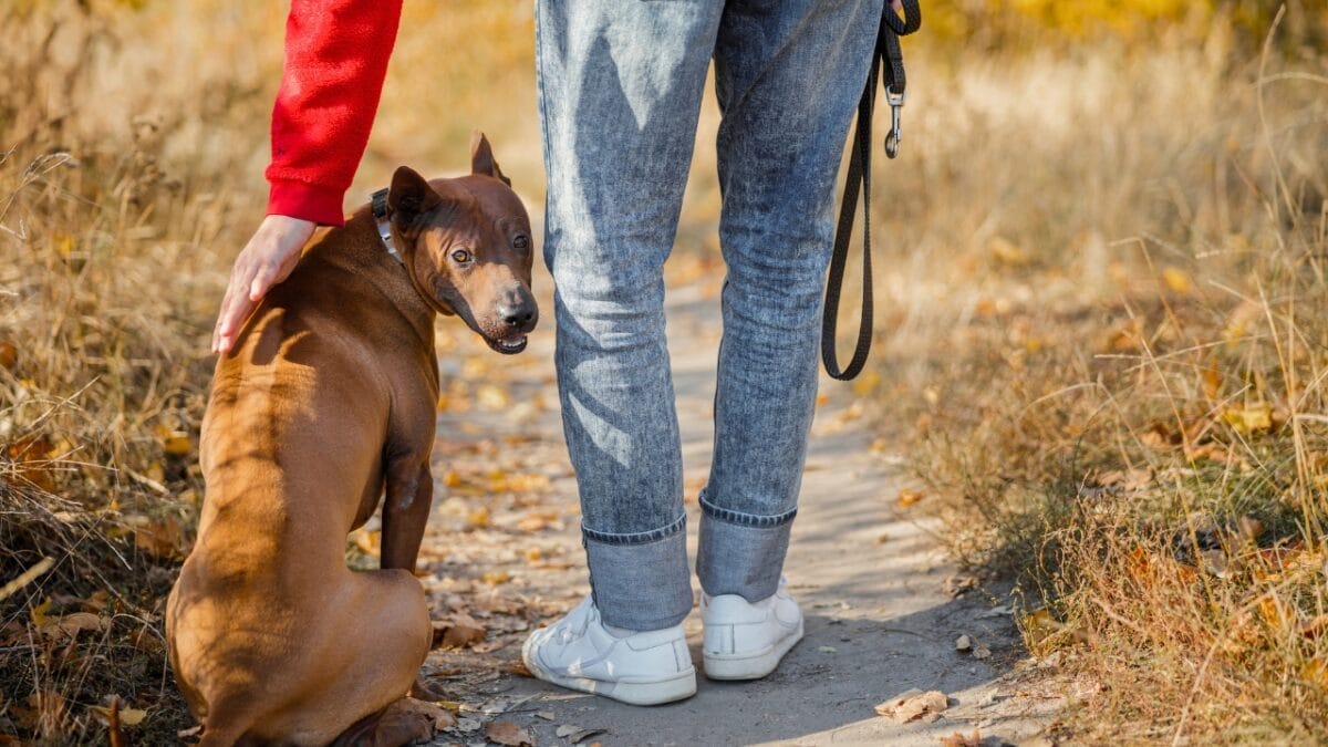 12 Dog Facial Expressions & What They Really Mean 5 12 Dog Facial Expressions & What They Really Mean - thai ridgeback protective dogs ss1579835674