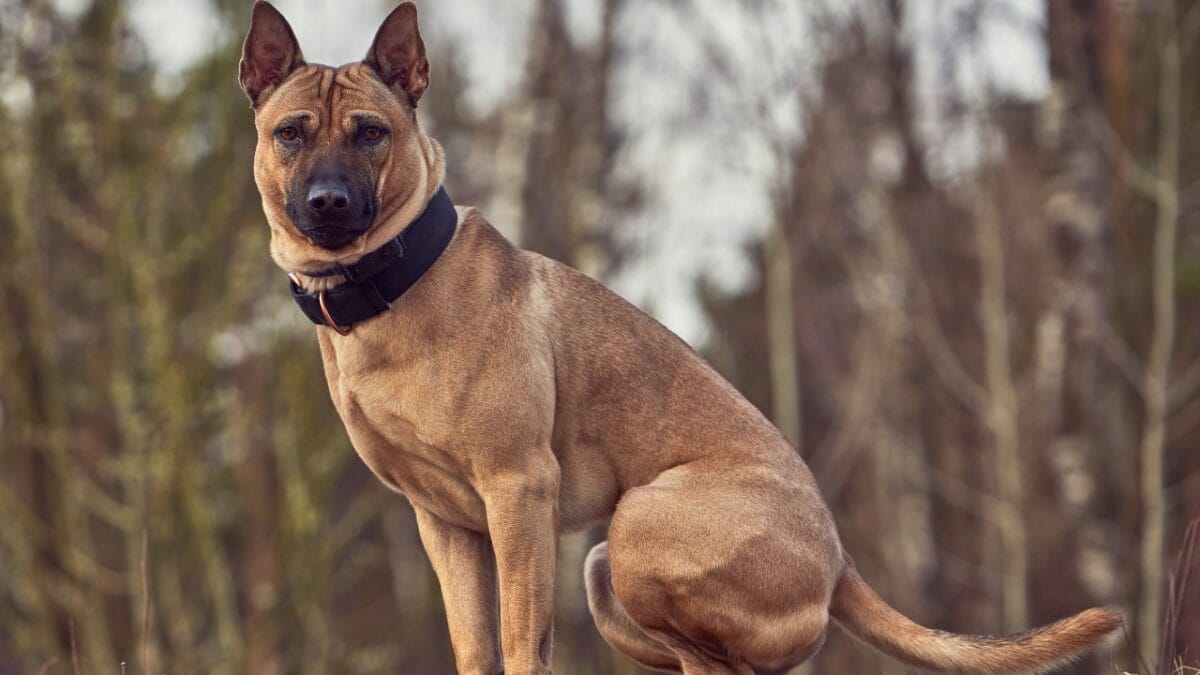 25 Dog Breeds for Those Who Love the Weird & Wonderful 26 25 Dog Breeds for Those Who Love the Weird & Wonderful - thai ridgeback rare breed ss1691292139
