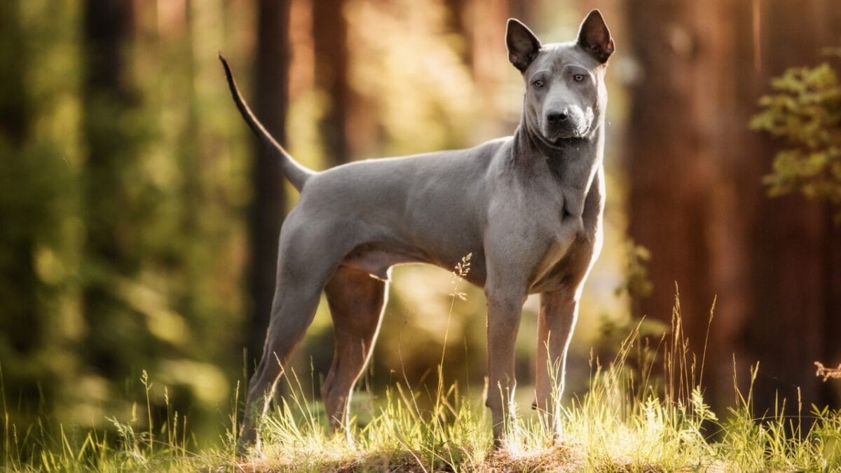 Pride of Thailand: 17 Insights About the Majestic Thai Ridgeback 16 Pride of Thailand: 17 Insights About the Majestic Thai Ridgeback - thai ridgeback ridge ss1212256486