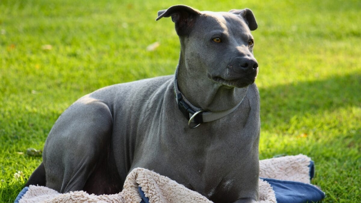 Pride of Thailand: 17 Insights About the Majestic Thai Ridgeback 8 Pride of Thailand: 17 Insights About the Majestic Thai Ridgeback - thai ridgeback smat dog ss2378768689