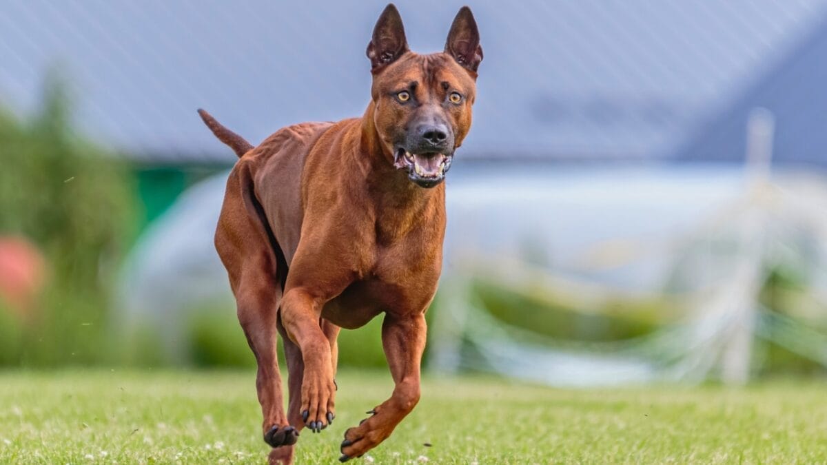 Pride of Thailand: 17 Insights About the Majestic Thai Ridgeback 18 Pride of Thailand: 17 Insights About the Majestic Thai Ridgeback - thai ridgeback sports ss1896814930