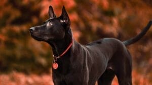 Pride of Thailand: 17 Insights About the Majestic Thai Ridgeback 1 Pride of Thailand: 17 Insights About the Majestic Thai Ridgeback - thai ridgeback ss2433917245