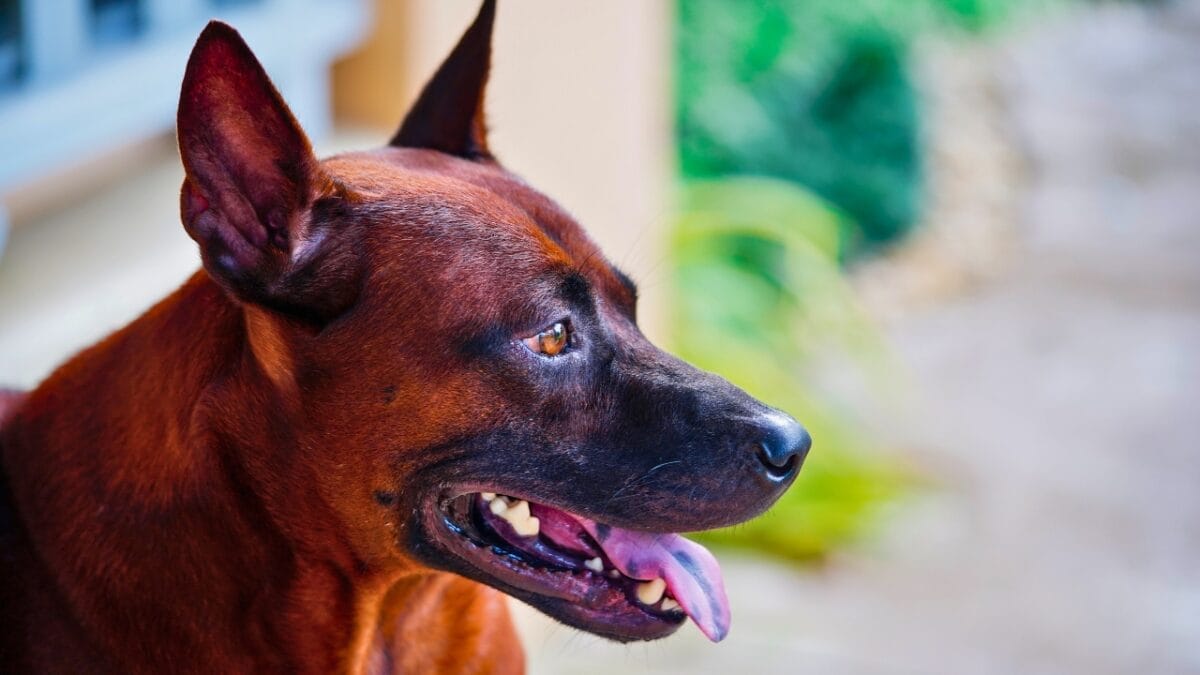 Pride of Thailand: 17 Insights About the Majestic Thai Ridgeback 10 Pride of Thailand: 17 Insights About the Majestic Thai Ridgeback - thai ridgeback tongue and brows ss2005945325