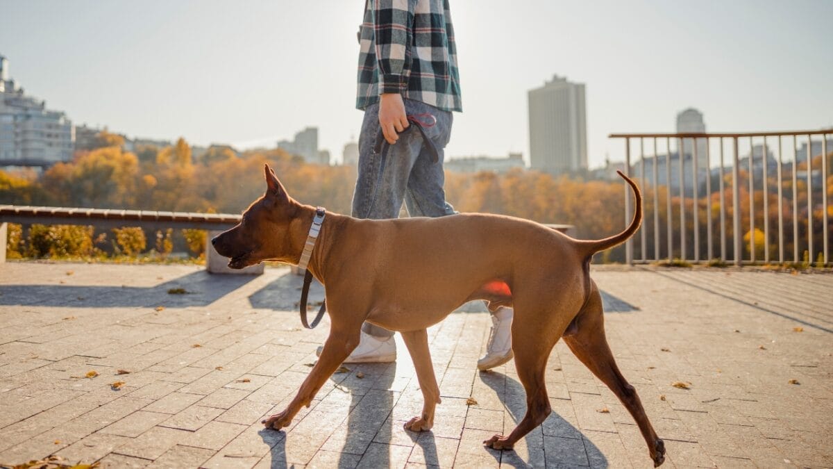 Pride of Thailand: 17 Insights About the Majestic Thai Ridgeback 15 Pride of Thailand: 17 Insights About the Majestic Thai Ridgeback - thai ridgeback warm climate ss1579835533