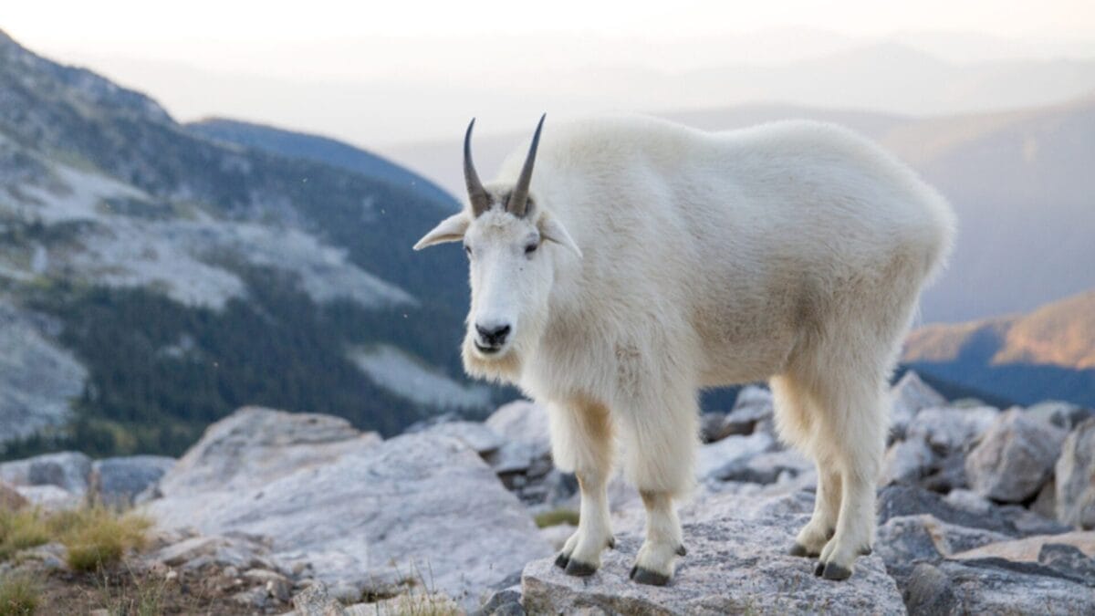 25 Legendary Animals of Norse Mythology - the goat of valhalla ss1565009914