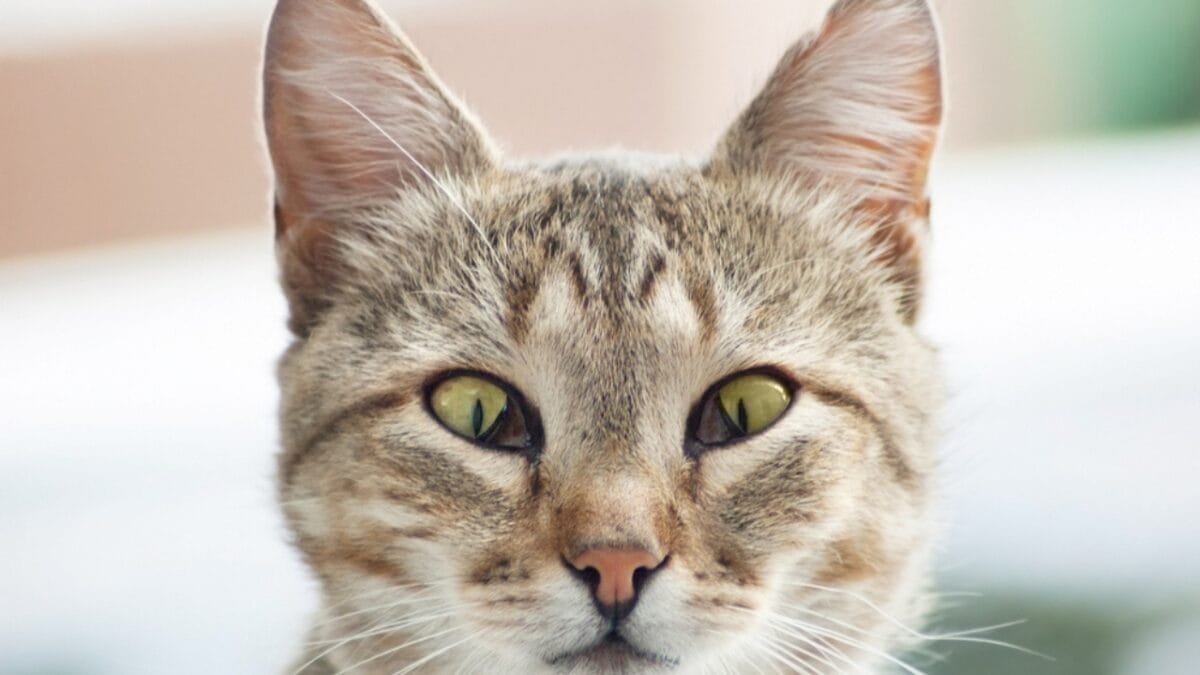 The Cat's Out of the Bag: 12 Little-Known Feline Facts 3 The Cat's Out of the Bag: 12 Little-Known Feline Facts - third eyelid cats ss1665729775