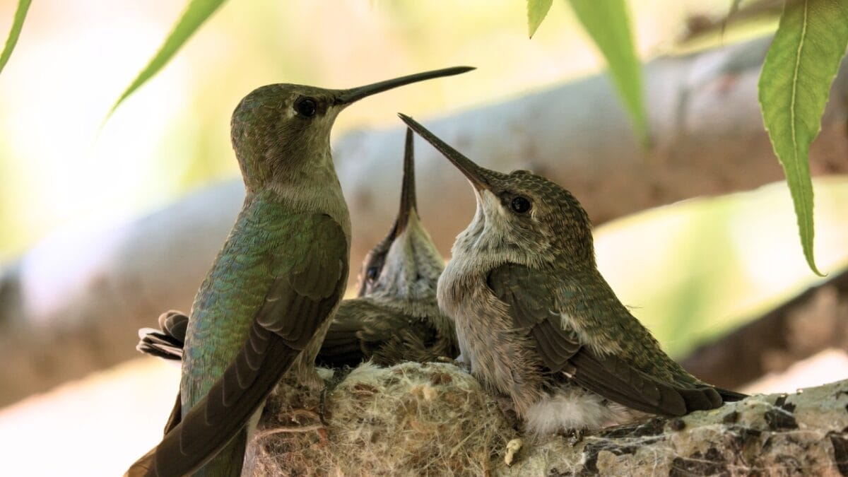 Hummingbirds’ Winter Destinations: What They Do to Escape the Cold - three black chinned hummingbird on a nest ss668766106