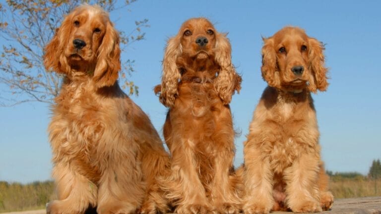 10 Things Only Devoted English Cocker Spaniel Lovers Understand 1 10 Things Only Devoted English Cocker Spaniel Lovers Understand - three english spaniel dog dp2163615