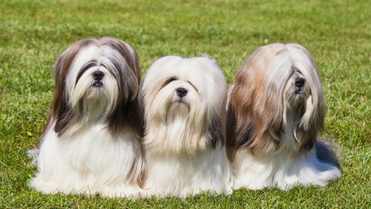 25 Dogs Who Handle Time Alone Like Pros 13 25 Dogs Who Handle Time Alone Like Pros - three lhasa apso dogs ss114315142