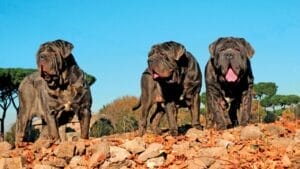 Drool, Snore, Adore: 10 Realities of Owning a Neapolitan Mastiff 1 Drool, Snore, Adore: 10 Realities of Owning a Neapolitan Mastiff - three neapolitan mastiff dog ss1033155367