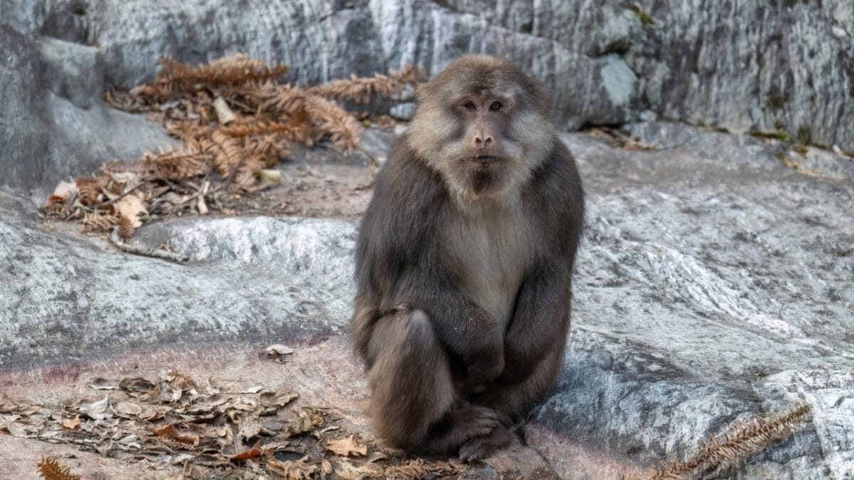 The 10 Largest Monkeys in the World 10 The 10 Largest Monkeys in the World - tibetan macaque monkey ss2410331545