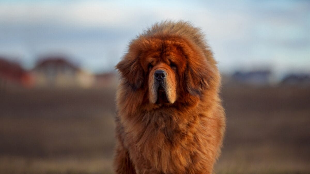 Meet the New Dog Breeds the AKC Has Recognized Since 2000 11 Meet the New Dog Breeds the AKC Has Recognized Since 2000 - tibetan mastiff ss792985384