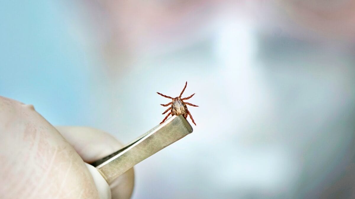 7 U.S. States Facing a Tick Population & Lyme Disease Surge 6 7 U.S. States Facing a Tick Population & Lyme Disease Surge - tick on a tweezer ss1724973562