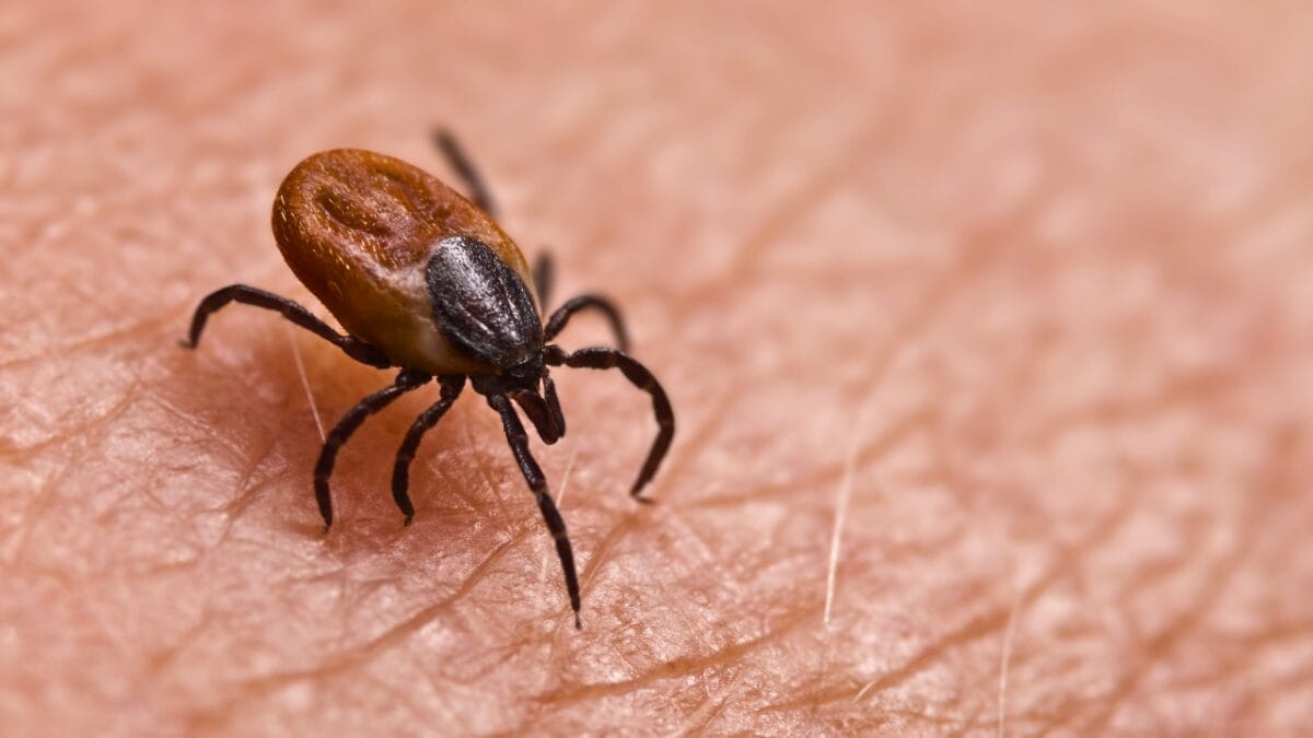 7 U.S. States Facing a Tick Population & Lyme Disease Surge 3 7 U.S. States Facing a Tick Population & Lyme Disease Surge - tick on skin ss1454468096