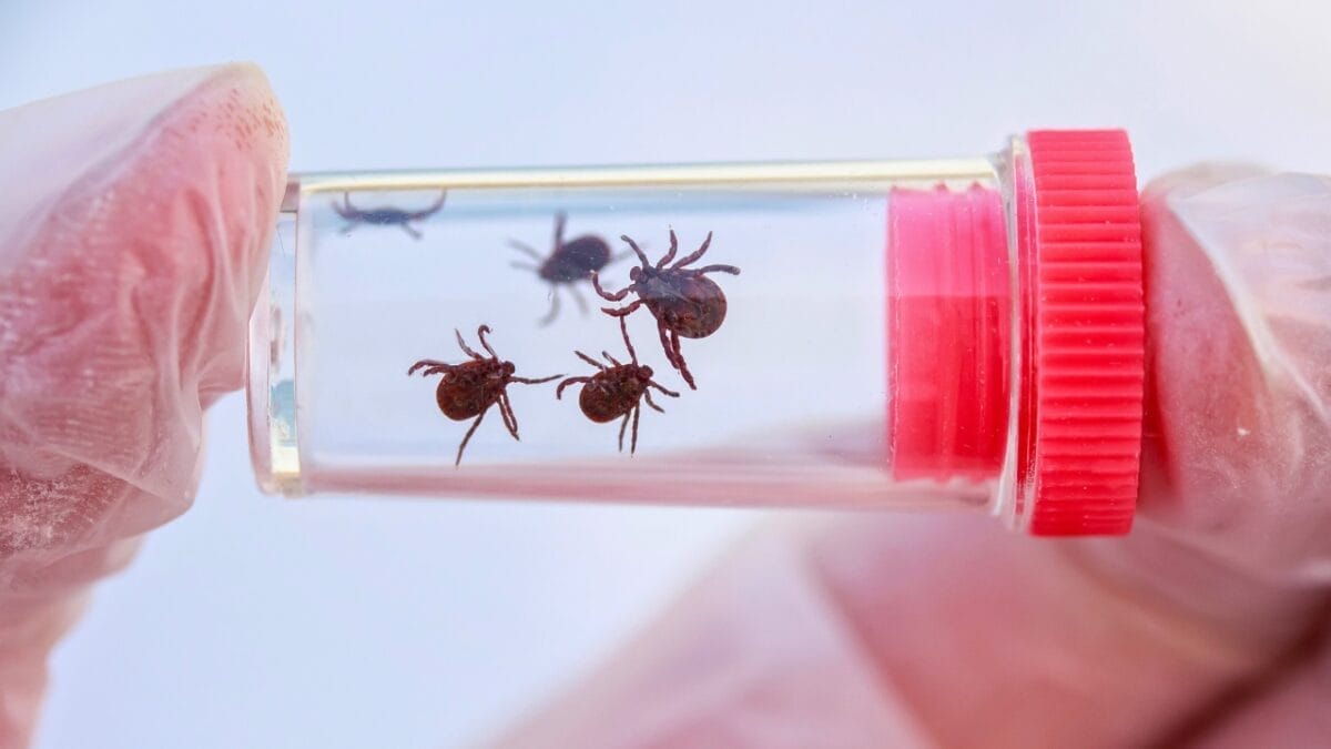 7 U.S. States Facing a Tick Population & Lyme Disease Surge 8 7 U.S. States Facing a Tick Population & Lyme Disease Surge - ticks inside a container ss1690340974