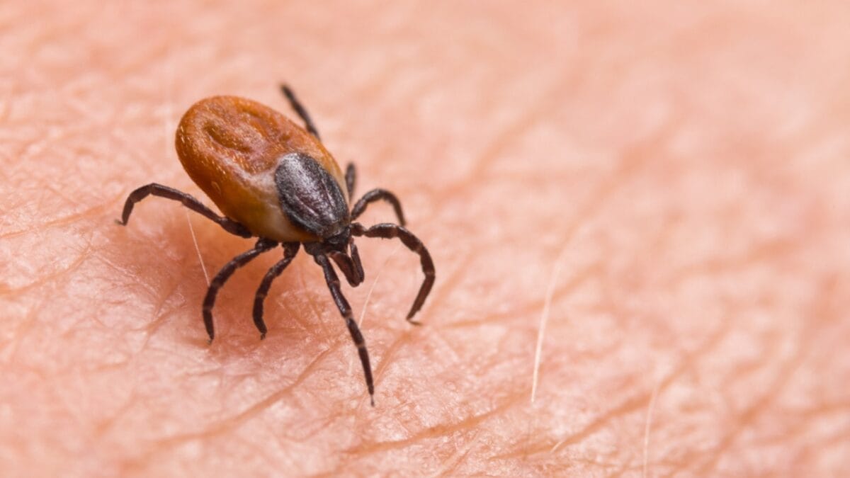 12 Most Dangerous Insects in the USA 3 12 Most Dangerous Insects in the USA - ticks ss1454468096