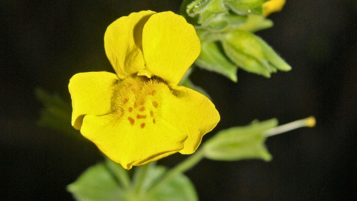 15 Bizarre Plants That Look Like They Belong in a Zoo 8 15 Bizarre Plants That Look Like They Belong in a Zoo - tiger monkey face flower wiki com