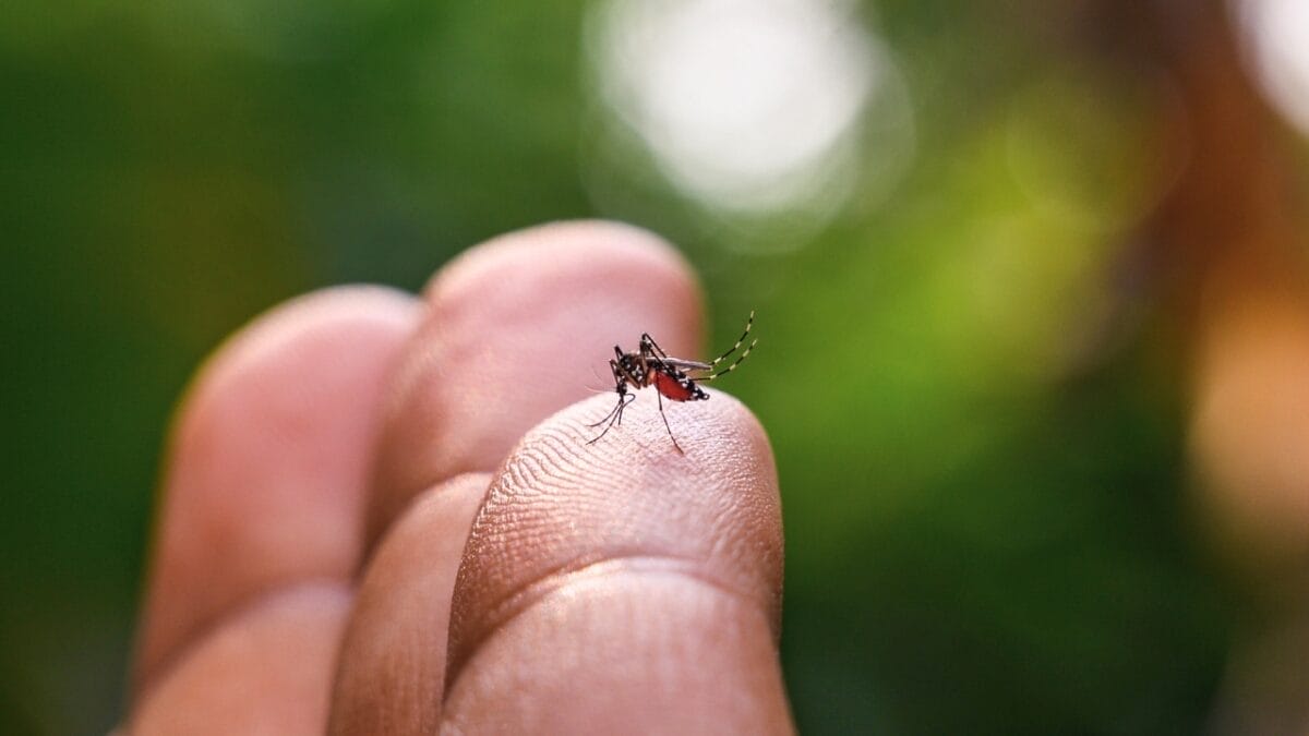 10 States Overrun by Mosquitoes: Where They're Worst - tiger mosquito on a finger ss2240413501