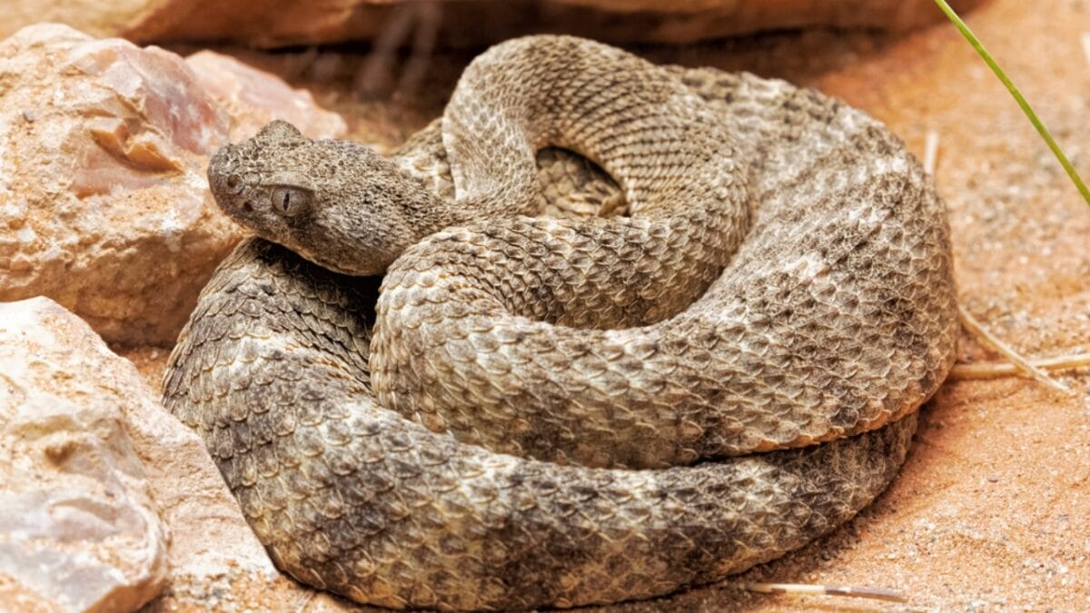30 Rattlesnake Species from Around the Globe: Majority in U.S. 13 30 Rattlesnake Species from Around the Globe: Majority in U.S. - tiger rattlesnake dp232144998