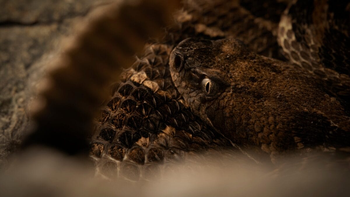 10 Rarely Discussed Facts About Timber Rattlesnakes That are Hard to Forget 3 10 Rarely Discussed Facts About Timber Rattlesnakes That are Hard to Forget - timber rattlesnake dp703052114