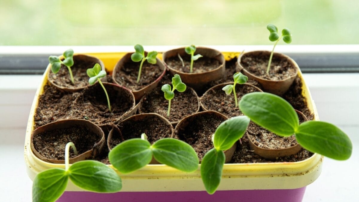 10 Items Not to Throw Away & Unexpected Ways to Repurpose - toilet rolls ss2455235915