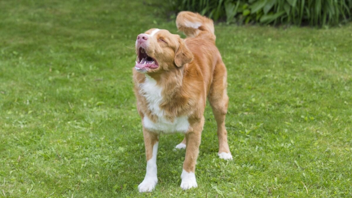 15 Common Reasons Dogs Bark & How to Address Each One 11 15 Common Reasons Dogs Bark & How to Address Each One - toller dog barking ss668419147