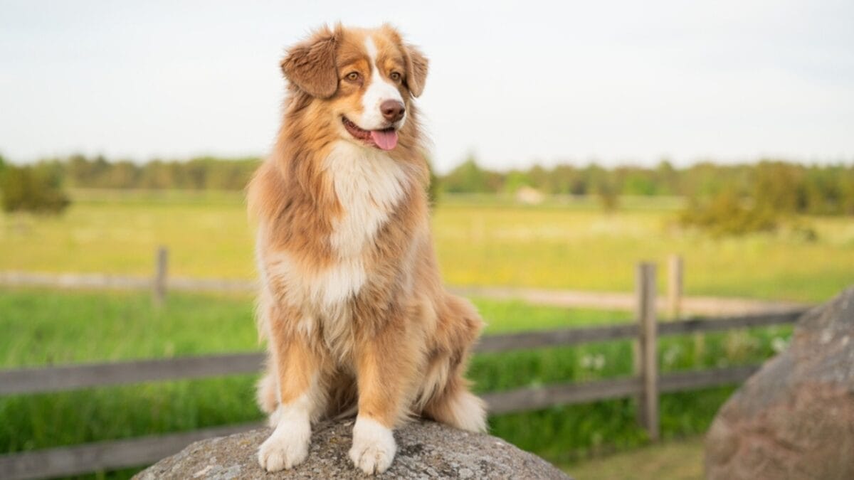 15 Best Bird Dog Breeds for the Avid Hunter 14 15 Best Bird Dog Breeds for the Avid Hunter - toller dog coat ss2413426535