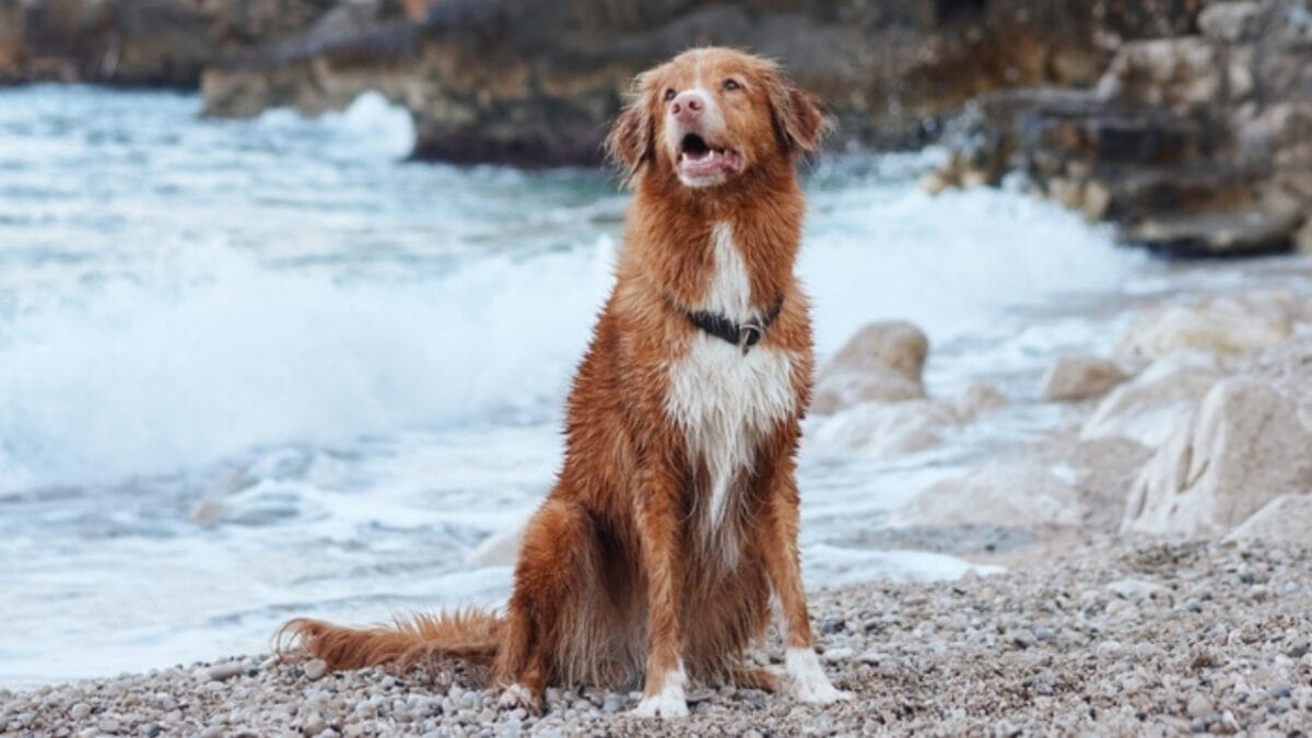 7 Unique Traits of Nova Scotia Duck Tolling Retrievers & How Their Dance Captures Ducks Attention 2 7 Unique Traits of Nova Scotia Duck Tolling Retrievers & How Their Dance Captures Ducks Attention - toller dog in beach ss2371156987
