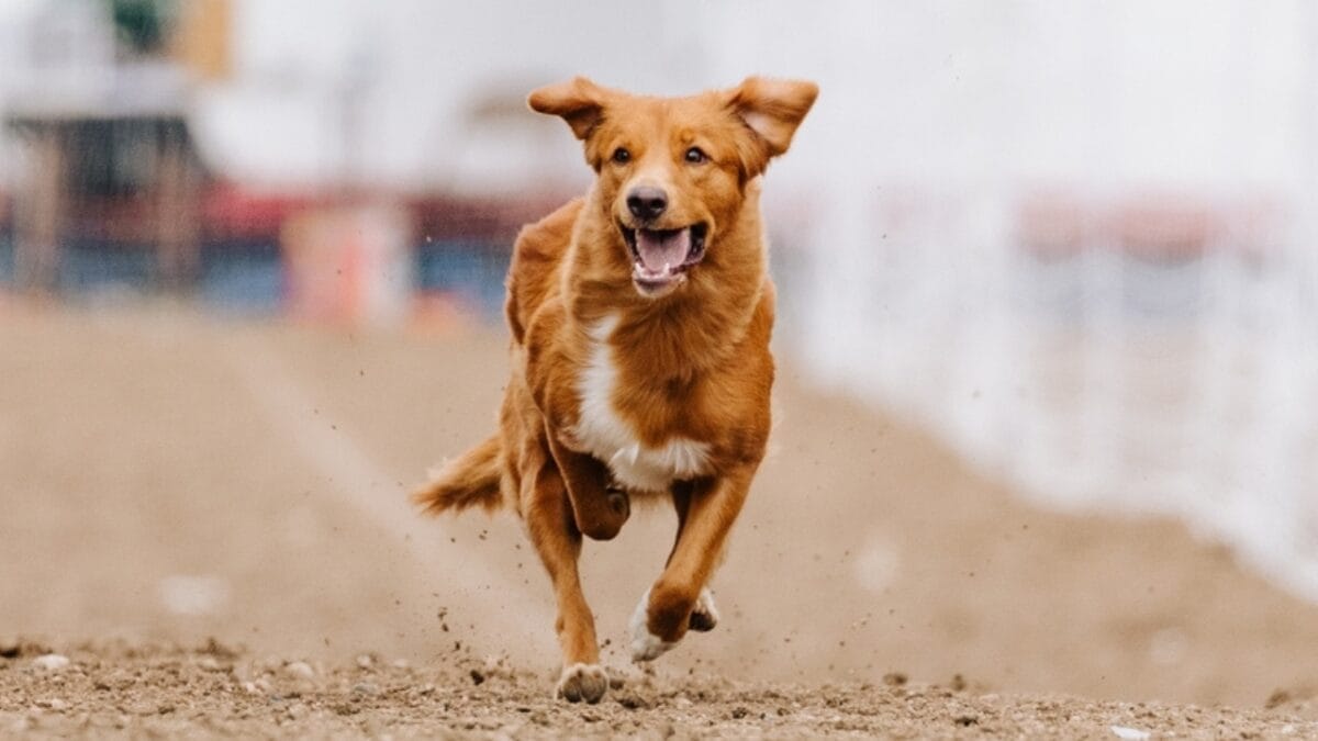 7 Unique Traits of Nova Scotia Duck Tolling Retrievers & How Their Dance Captures Ducks Attention 7 7 Unique Traits of Nova Scotia Duck Tolling Retrievers & How Their Dance Captures Ducks Attention - toller dog running ss2378592791
