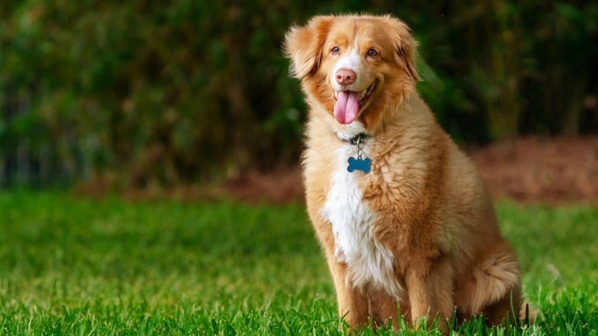 7 Unique Traits of Nova Scotia Duck Tolling Retrievers & How Their Dance Captures Ducks Attention 8 7 Unique Traits of Nova Scotia Duck Tolling Retrievers & How Their Dance Captures Ducks Attention - toller dog smiling ss2467938691