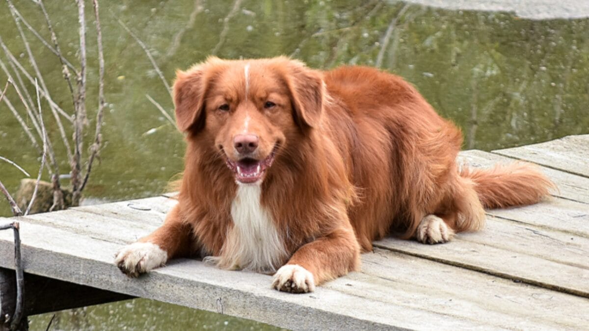 7 Unique Traits of Nova Scotia Duck Tolling Retrievers & How Their Dance Captures Ducks Attention 3 7 Unique Traits of Nova Scotia Duck Tolling Retrievers & How Their Dance Captures Ducks Attention - toller dog ss1143896342