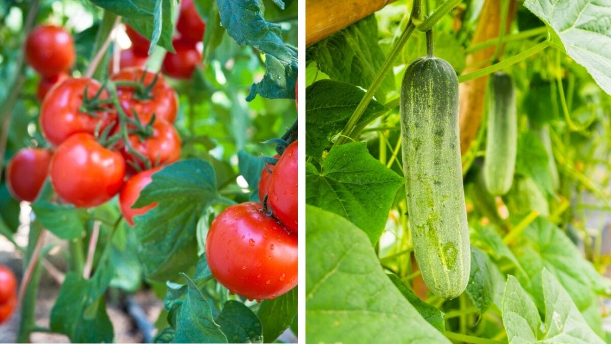 11 Plants You Should Never Grow Together - tomatoes and cucumber dp12744063 409105400 1