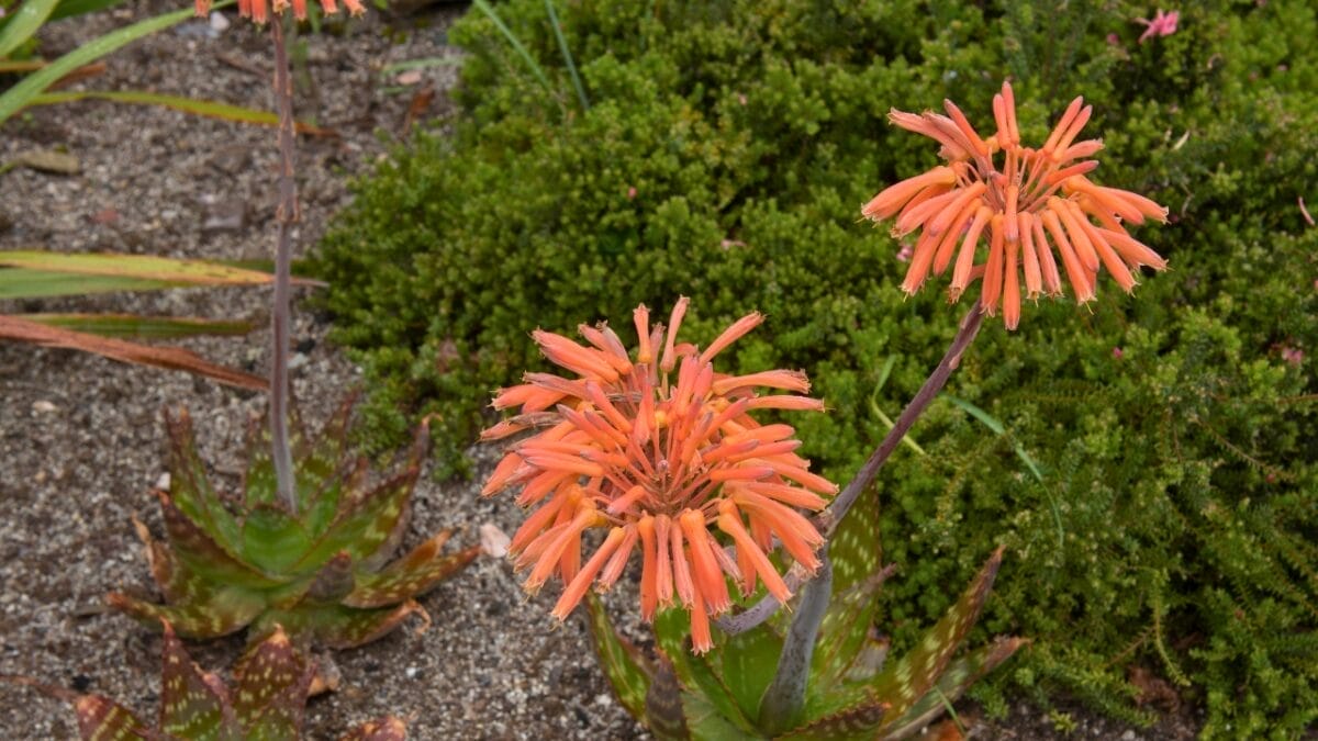 Tiny Birds, Big Impact: 7 Succulents That Attract Hummingbirds 4 Tiny Birds, Big Impact: 7 Succulents That Attract Hummingbirds - torch aloe ss1436209409