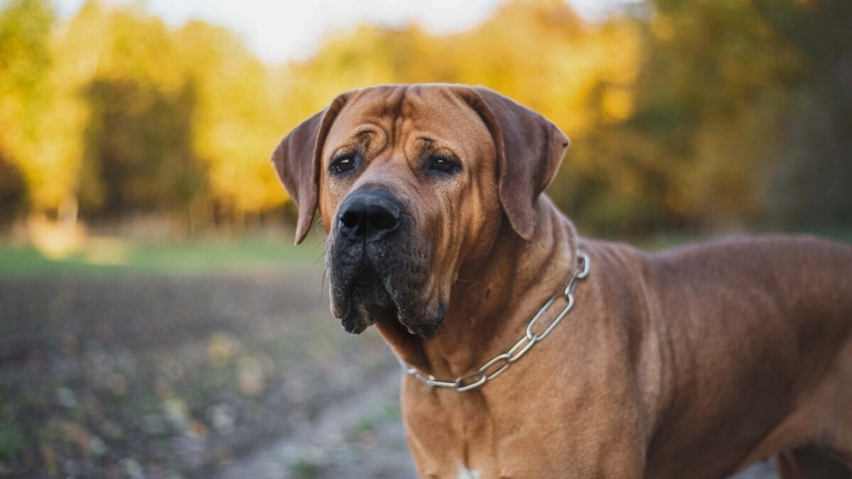 16 Mastiff Breeds That Prove Big Dogs Have Bigger Hearts - tosa inu ss2135346115