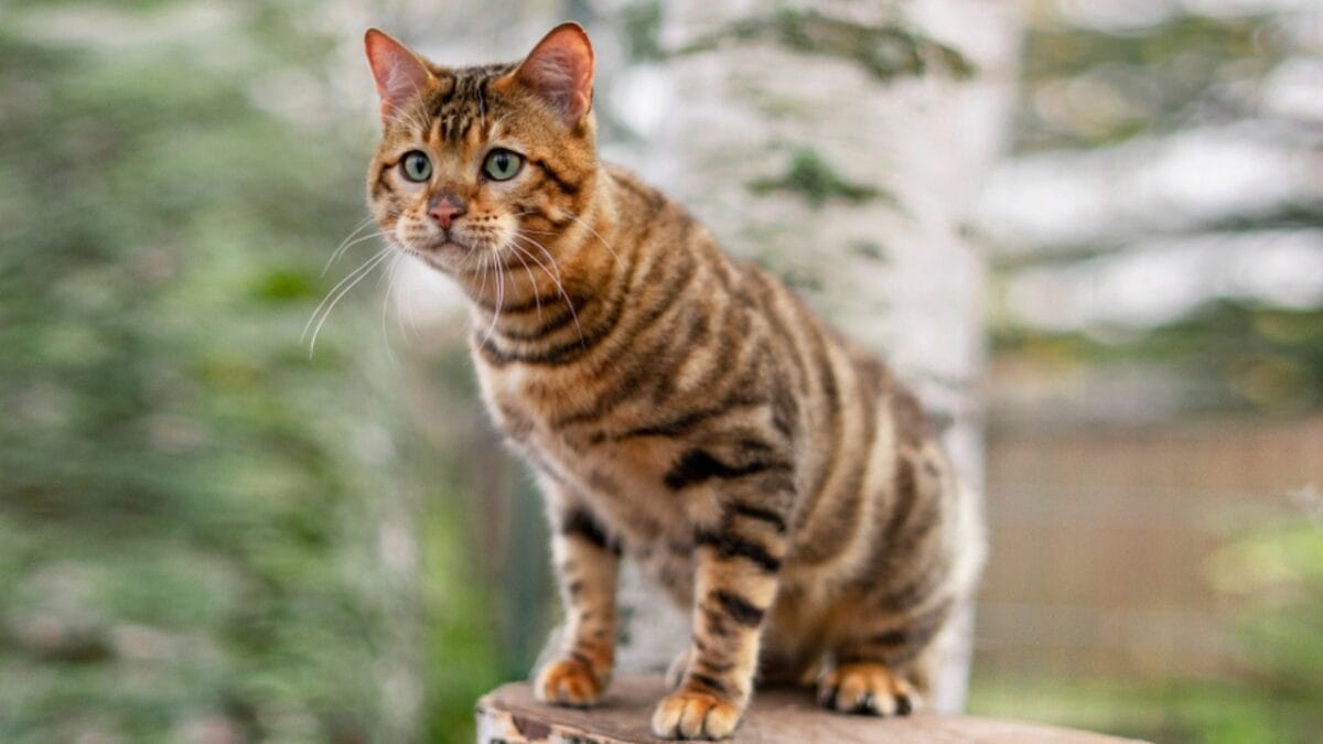 16 of The Most Eye-Catching Brown Cat Breeds - toyger cat ss1234151353