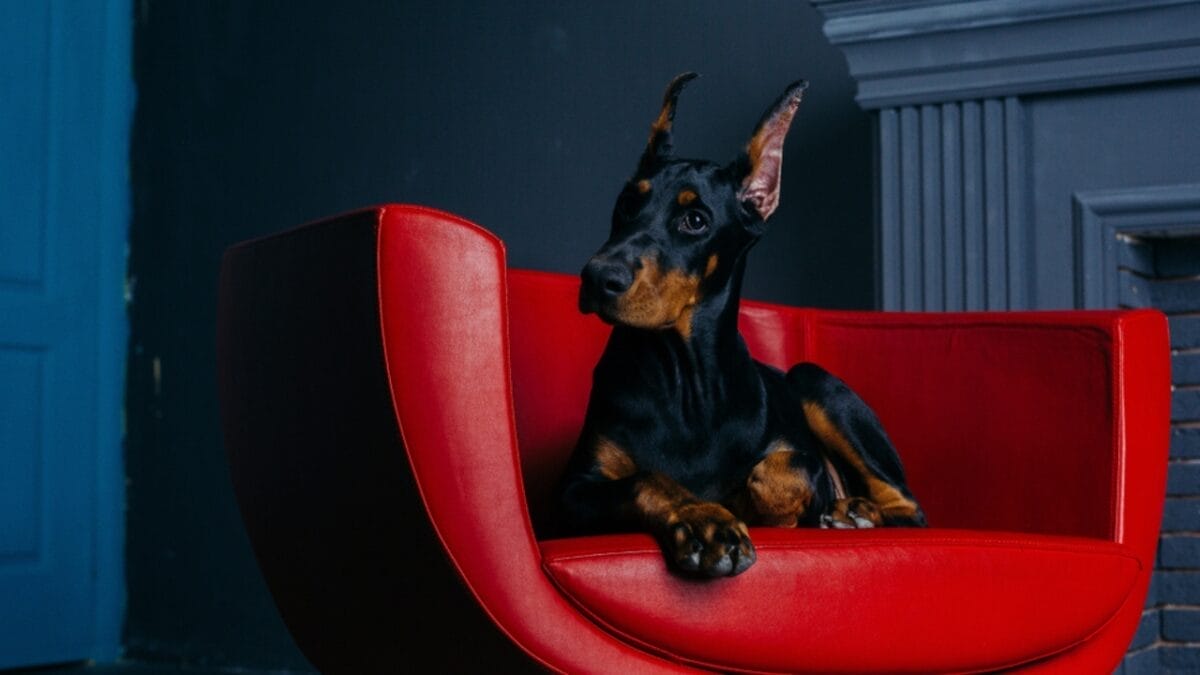 Doberman Debate: 5 Pros & Cons To Help You Decide If This Breed Is Right For You - trained doberman ss1010941672