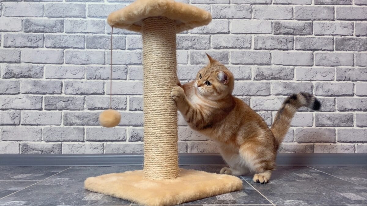 12 Things You Should Never Do to Your Cat 5 12 Things You Should Never Do to Your Cat - training based ss2113993529