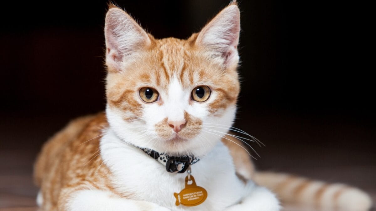 30 Ways to Become Your Cat's Best Friend - training cat ss110341184