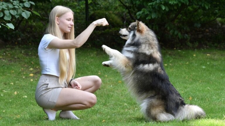 10 Ways to Successfully Train Your Finnish Lapphund Dog 10 10 Ways to Successfully Train Your Finnish Lapphund Dog - training finnish lapphund dp533737046