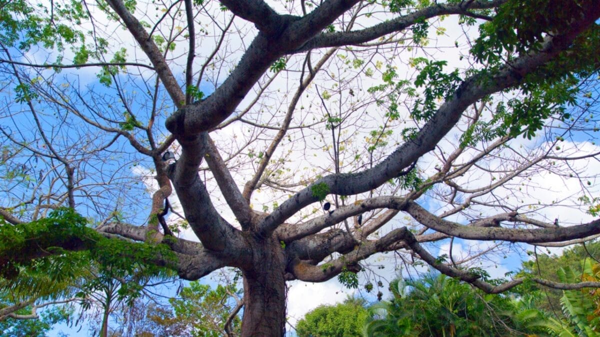 10 Things About the Dracula Parrot You Probably Didn’t Know 6 10 Things About the Dracula Parrot You Probably Didn’t Know - tree endagered dp191321734