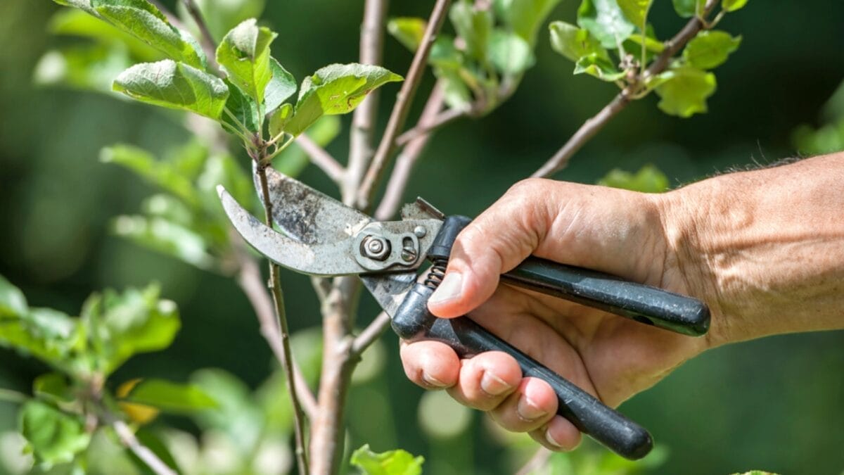 10 Tips for Perfectly Growing Hydrangeas - tree pruning dp19545769