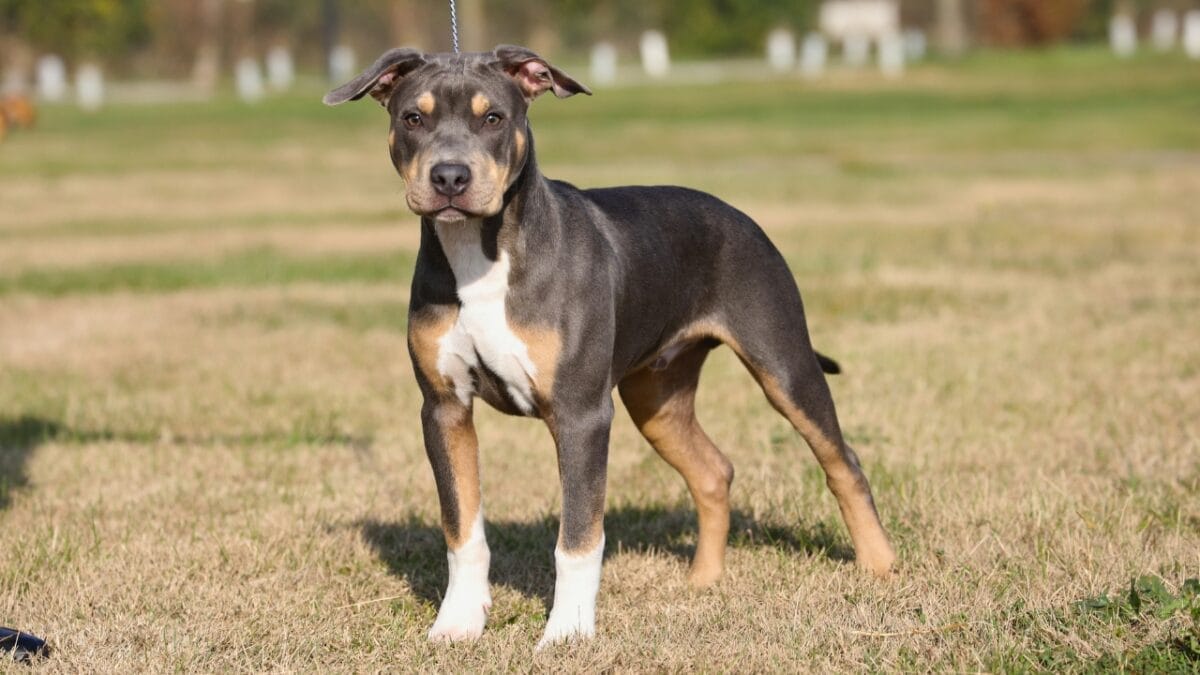 11 Rare & Unique Pitbull Colors Most Have Never Seen 3 11 Rare & Unique Pitbull Colors Most Have Never Seen - tricolor pitbull ss2290283083