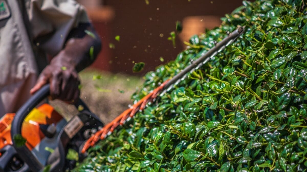 The Smart Homeowner's Mouseproofing Guide: Save Big with These 10 Steps 3 The Smart Homeowner's Mouseproofing Guide: Save Big with These 10 Steps - trim bushes ss1486299779