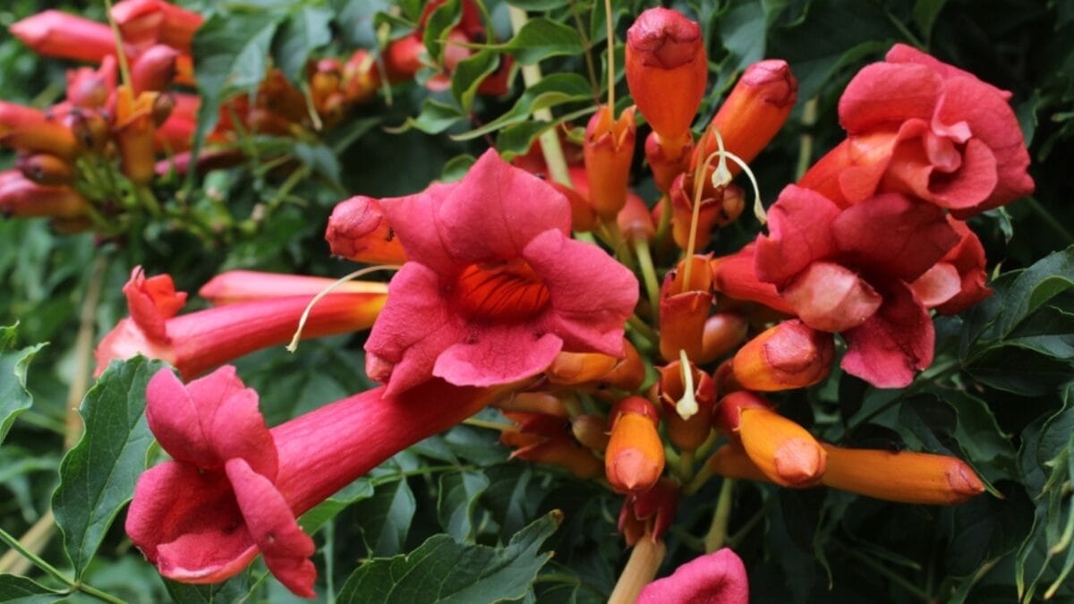 15 Plants That Transform Fence Lines Into Living Masterpieces 13 15 Plants That Transform Fence Lines Into Living Masterpieces - trumpet creeper ss2360215757