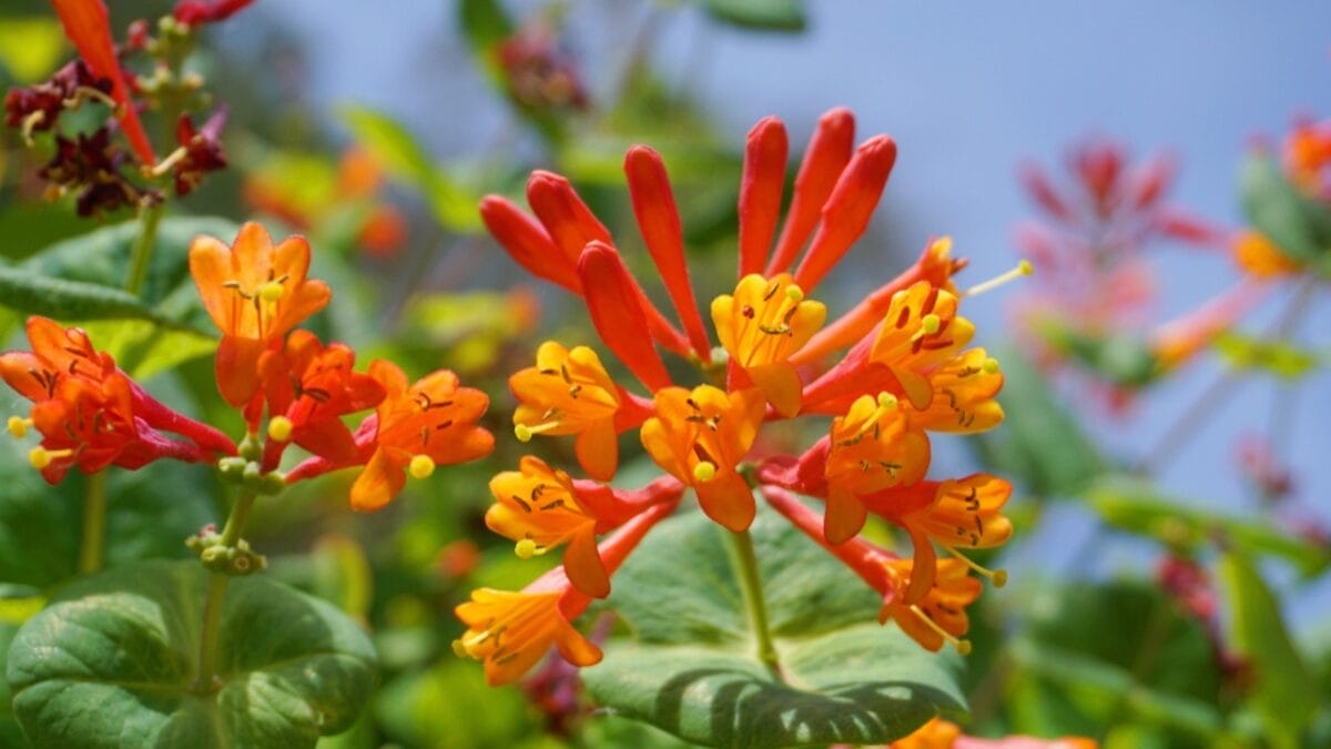 Add Bold Color & Sweet Scents to Your Garden, Effortlessly 5 Add Bold Color & Sweet Scents to Your Garden, Effortlessly - trumpet honeysuckle ss1418262647