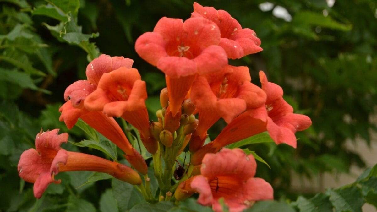 15 Fast-Growing Climbers That’ll Make Your Garden Come Alive 3 15 Fast-Growing Climbers That’ll Make Your Garden Come Alive - trumpet vine ss1941922357