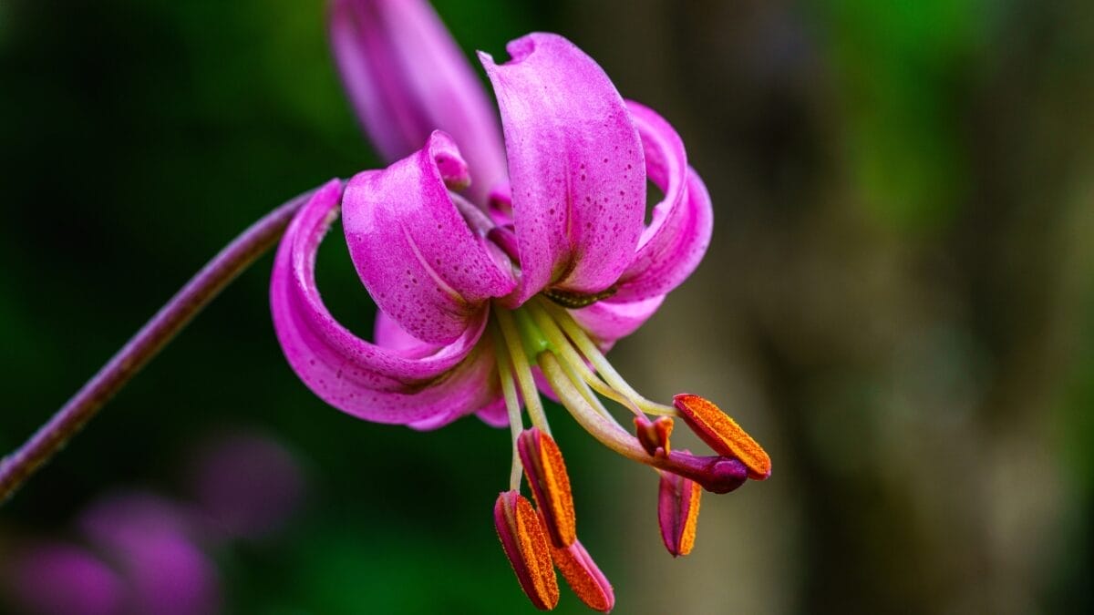 40 of the Most Gorgeous Flowers in the World 39 40 of the Most Gorgeous Flowers in the World - turks cap lily dp720164248